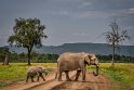049 Masai Mara, olifanten